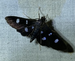 Desmia