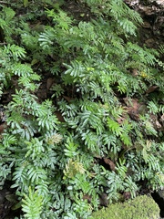 Selaginella delicatula