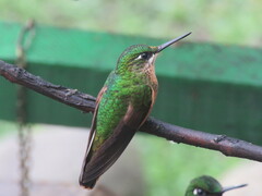 Heliodoxa rubricauda