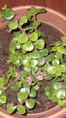 Portulacaria