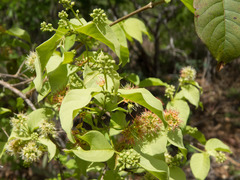 Combretum monetaria