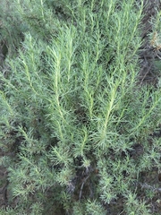 Artemisia californica