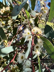Eucalyptus melliodora
