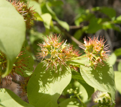 Combretum monetaria