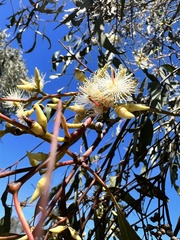 Eucalyptus melliodora