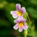 Blushing Monkeyflower - Photo (c) Dee Warenycia, some rights reserved (CC BY-NC)