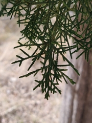 Cupressus arizonica
