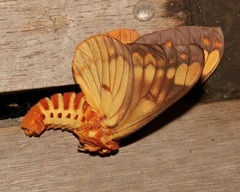 Citheronia