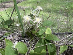 Clematis aristata