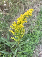Solidago mexicana