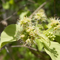 Combretum monetaria
