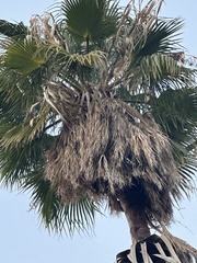 Washingtonia