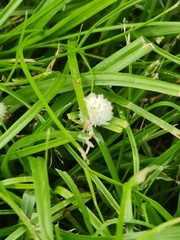 Cyperus mindorensis