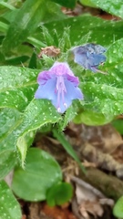 Echium