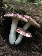 Russula xerampelina