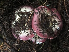 Russula xerampelina