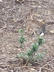 Sylvilagus audubonii
