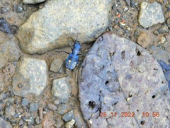 Cicindelinae