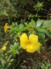 Allamanda schottii
