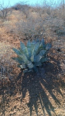 Agave colorata