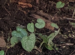 Asarum hartwegii