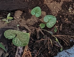 Asarum hartwegii