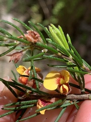 Dillwynia retorta