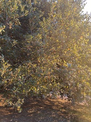 Quercus agrifolia