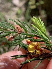 Dillwynia retorta