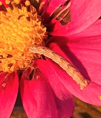 Eupithecia miserulata