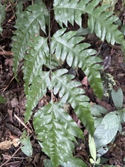 Gymnosphaera podophylla