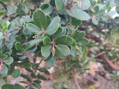 Arctostaphylos