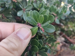 Arctostaphylos