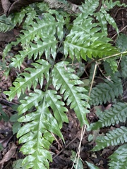 Gymnosphaera podophylla