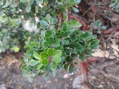 Arctostaphylos