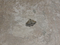 Aglaonice deldonalis