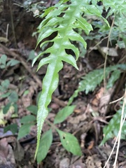 Gymnosphaera podophylla