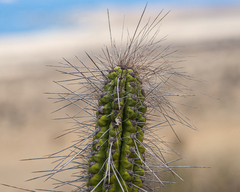 Eulychnia taltalensis