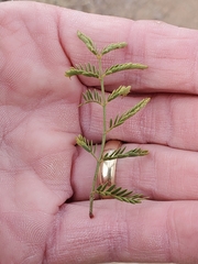 Vachellia constricta