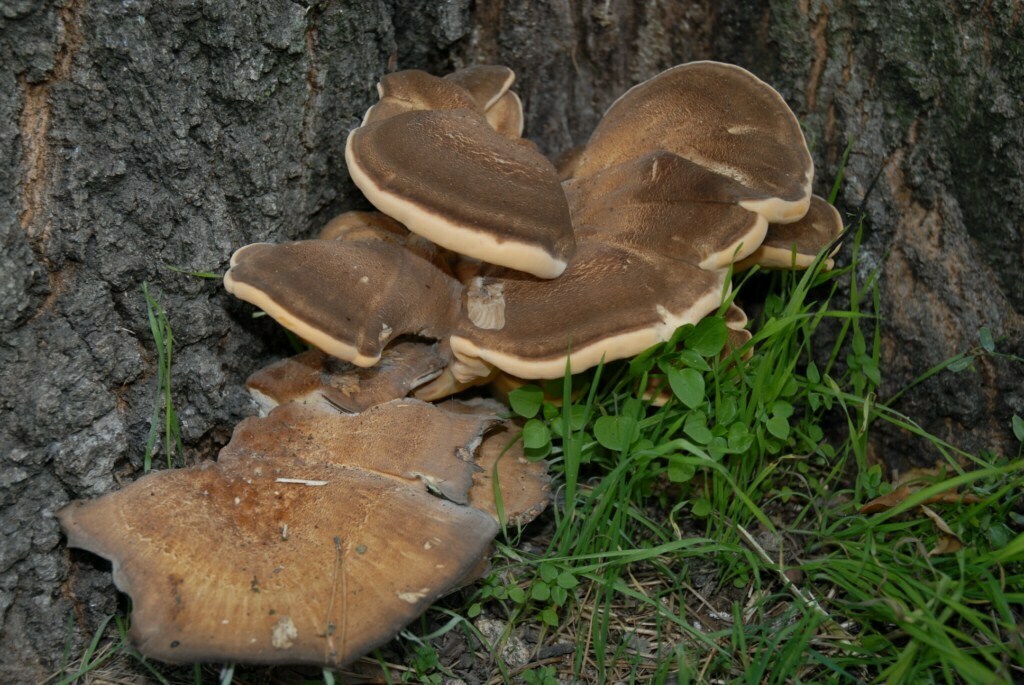 Giant Polypore from Parco di Monza on October 9, 2008 at 04:00 PM by ...
