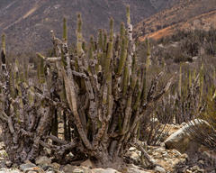 Eulychnia taltalensis