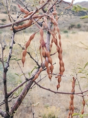 Vachellia constricta