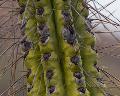 Eulychnia taltalensis