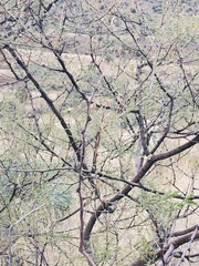 Vachellia constricta