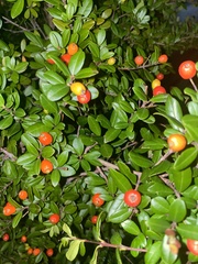 Magnoliopsida