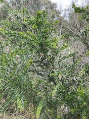 Acacia brachybotrya