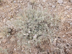 Dalea formosa