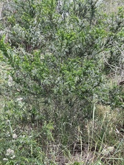 Acacia brachybotrya