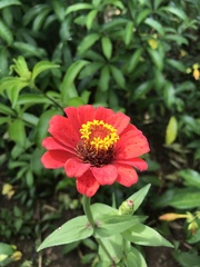Zinnia