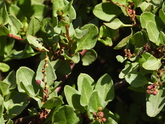 Muehlenbeckia hastulata